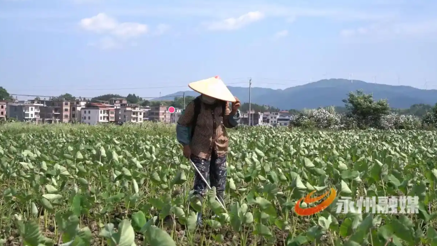 蓝山西岭头村：槟榔芋田管护忙 特色产业促振兴